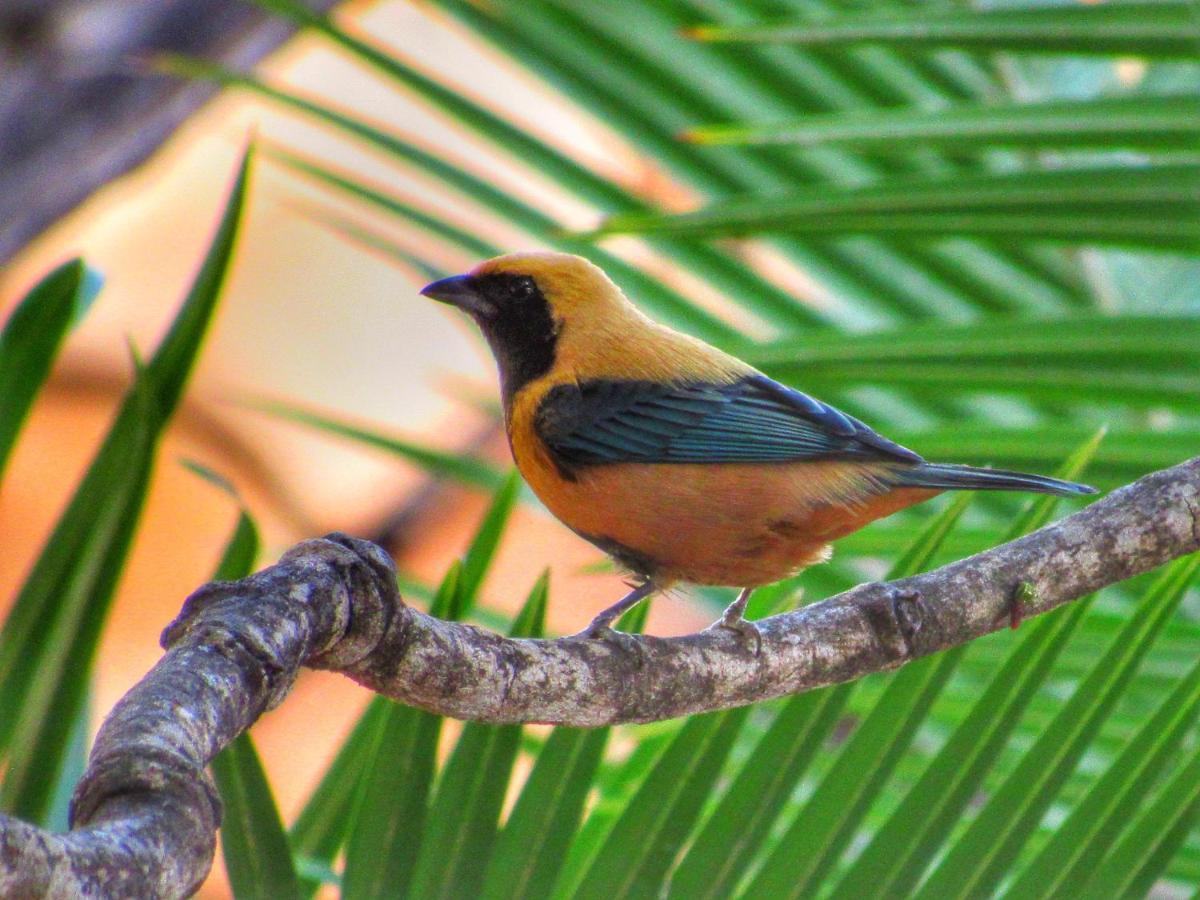 Pousada Anaue Cipo Serra do Cipo National Park Luaran gambar